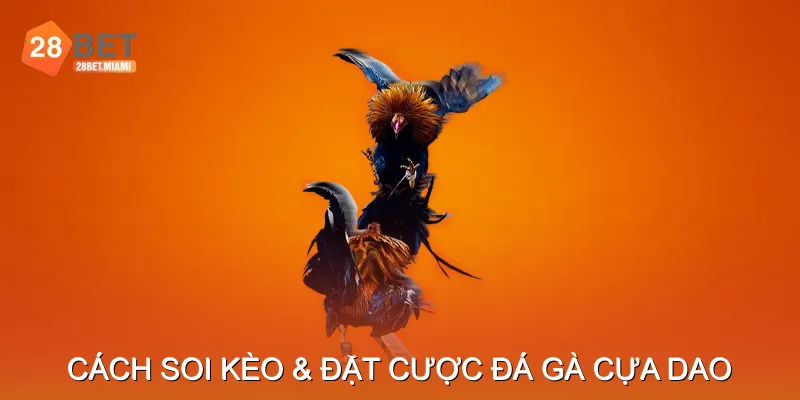 Cách Soi Kèo & Đặt Cược Đá Gà Cựa Dao