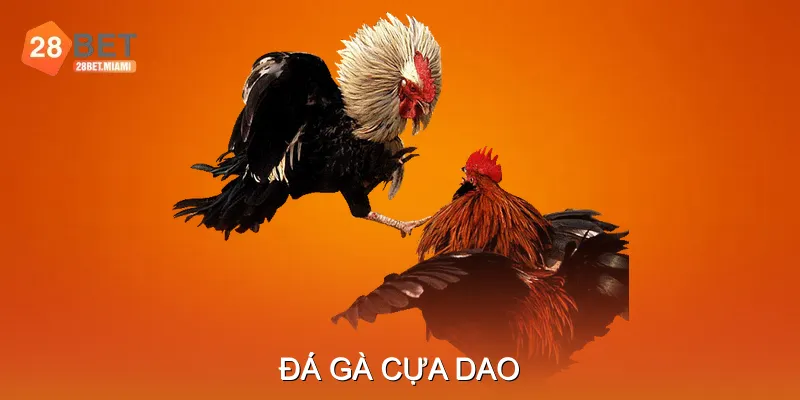 Đá Gà Cựa Dao - Phân Loại Cựa Dao Và Kỹ Thuật Chiến Đấu